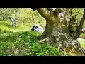 Download Lagu Platanus in the Forest with Amazing Nebari - Bonsai Inspiration From Nature