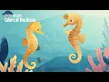 4 Hour Baby Sleep Music | Piano Lullaby & Cute Seahorses | Kidzen: Colors of the Ocean