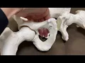 Anatomy of pelvis around obturator foramen