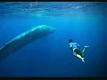 Blue whale music new