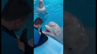 شاهد كيف يتكلم مع الدلفين Shorts يارب ترزق كل من يحط لايك 