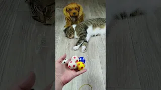 Cat Barsik 🖐 Balls 🌈❤ Reverse video ASMR