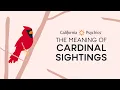 The Meaning of Red Cardinal Sightings - Spiritual Messengers