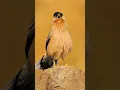 Download Lagu Black-Crowned Starling: Rare Bird Discovery