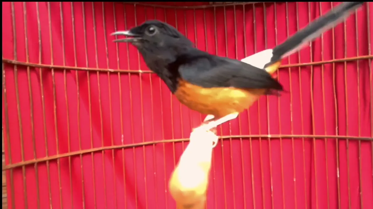 Mure Batu Gacor  Buat pancinga di pagi hari