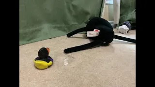                                                   دندنها