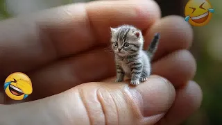You Laugh You Lose 🥰Funniest cat and dog will make you laugh uncontrollably 😹