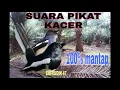 Download Lagu SUARA PIKAT BURUNG KACER TERBARU 2021