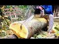 Stihl kettingzaag Jackfruit- en acaciabomen zagen