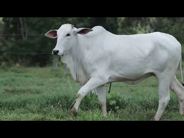 Novilha Nelore CMT - 530