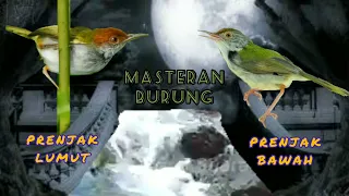 masteran prenjak lumut prenjak bawah kombinasi gemericik air mengalir