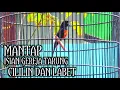 Download Lagu Murai Batu Gacor Isian Gereja Tarung Cililin Dan Lovebird