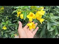 Download Lagu CARA CEPAT MEMPERBANYAK BUNGA ALAMANDA ( Allamanda cathartica)