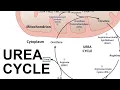 Urea Cycle