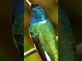 Download Lagu Suara burung kolibri | suara burung kolibri #suarahewan #hewan #suarahewan