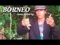 Download Lagu PIKAT BURUNG KAPAS TEMBAK GANAS DI HUTAN BORNEO