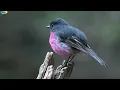 THE ETERNAL CHORUS OF EARTH | Epic Birdsong & Immersive Nature Sounds in 4K