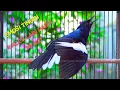Download Lagu Kacer Gacor Emosi Tinggi! Buat Kacer Lain Langsung Ikut Emosi Ngobra Bongkar Isian