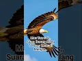 #shorts Suara Elang Terbang #hewan #burung #burungkicau #perkutut #eagle #suarahewan #suaraelang