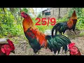 Download Lagu chiều 25/9 về mấy em Anh Em tham khảo