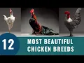 Top 12 Most Beautiful Chicken Breeds 2023