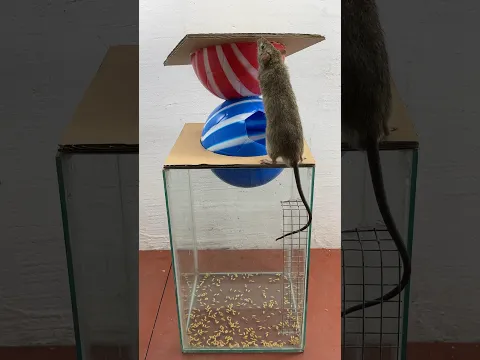 Best homemade mouse trap ideas // Mouse trap 2#rat #rattrap #mousetrap #shorts