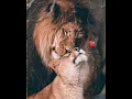Download Lagu oru murai enna paramma song status| animal love status #shorts