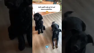 این صدا رو برای سگتون بذارید و واکنشش رو ببینید 