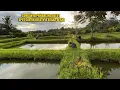 AKHIRNYA KETEMU SPOT KOLAM CANTIK YANG JADI SARANG BELUT BESAR