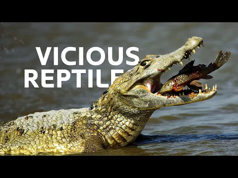 Download MP3 Africa's Deadly Predators Lurking In The Deep Crocodile Caves | Okavango Delta Documentary