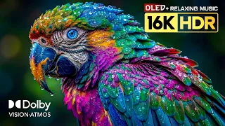 Amazing OLED R Test 16K Dolby Vision 8K R 120FPS TV