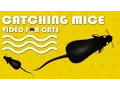 CAT GAMES - Muizen vangen! Entertainmentvideo voor katten om te kijken | CAT \u0026 DOG TV.