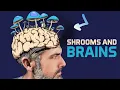 Your Brain on Mushrooms The Science Explained