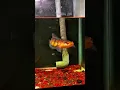 https://vt.tiktok.com/ZSDxA4dN6/ #cabaymau #channa #caloc #guppy #caloccanh #aquarium #snakehead