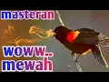 Download Lagu masteran Kacer isian mewah wow 2022