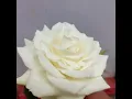 Nanma nirangaa mariyammee swustii....