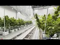 Emergency rules allow THC retailers to sell cannabis to adults in Texas NBCDFW