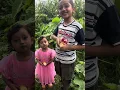 Download Lagu Makai Bari Daryam Daryam Ketaketi Zee Mays Corn Pop Corn Green Corn LAB TV Nepal 