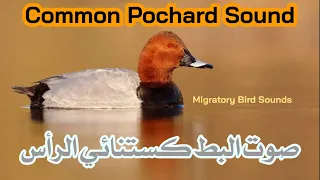 صوت البط الكستنائي حمراوي Common Pochard Sound 