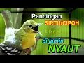 Download Lagu Pancingan Sirtu/cipoh Paling Ampuh BIKIN EMOSI lawan