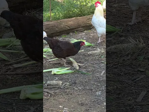 Corn Swing Baby Chicks