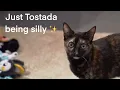 Jaiden s Pokemon plushie review but Tostada gets all the screen time