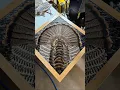 Turkey feather mount done