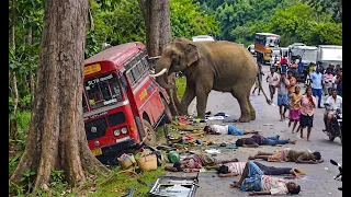 What appears to be an aggressive attack is often a learned, desperate search for food.