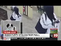 5 800 Shih Tzu puppy stolen from Strongsville Petland