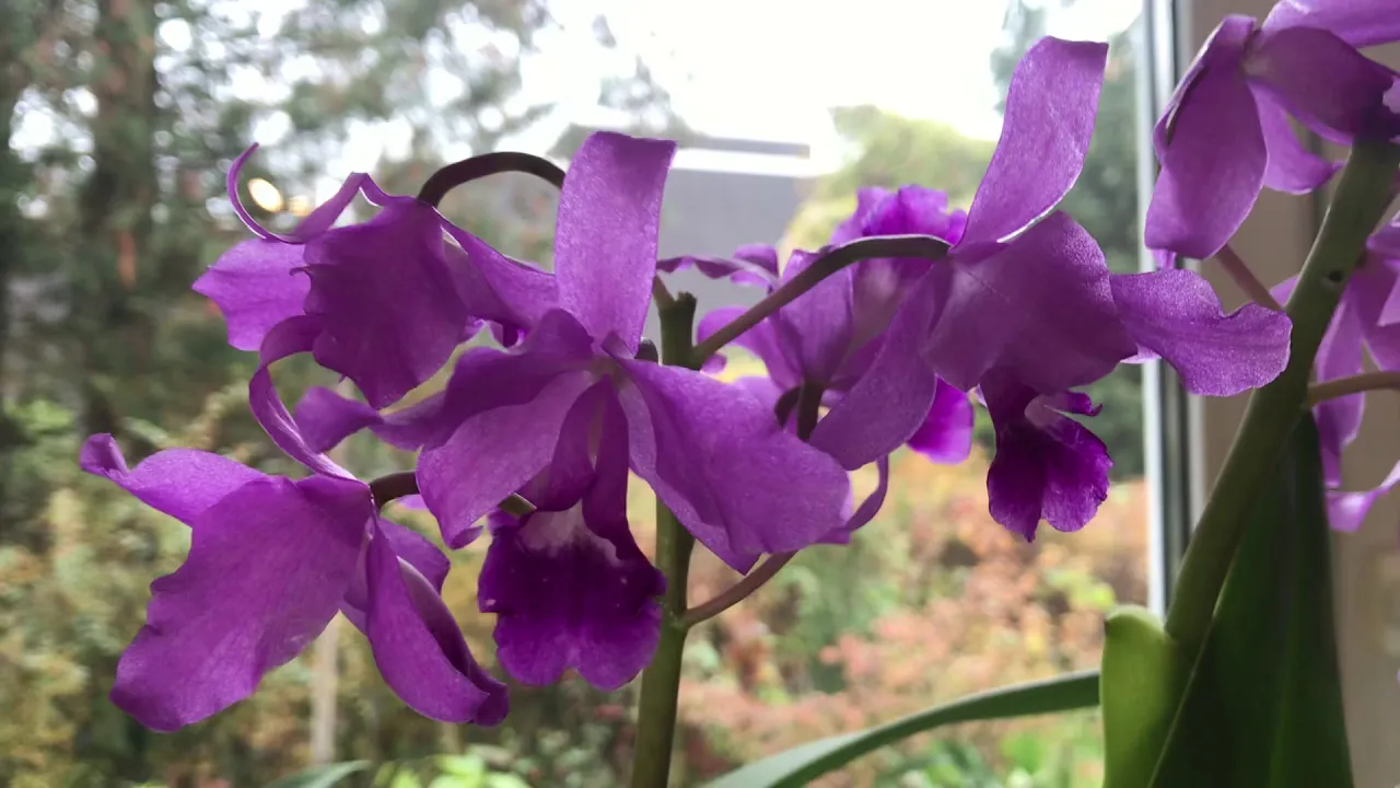CATTLEYA BOWRINGIANA BLHT ALLES BER ORCHIDEEN, KULTUR, PFLEGE, TIPPS