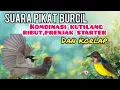 Lagu Suara Pikat Burcil Kombinasi Kutilang Ribut,Prenjak Starter Dan Kolibri Manggar