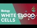 What Are White Blood Cells Health Biology FuseSchool