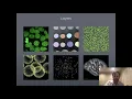 Nicholas Sofroniew napari a Python multi-dimensional image visualization and analysis