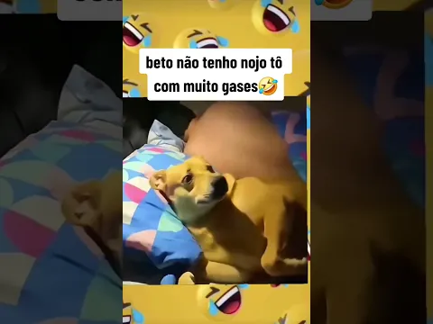 ALEGRIA E DIVERSÃO #humor #foryou #shortsviral #shorts #pets
